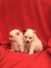 male and female pomeranian puppies.