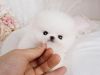 Beautiful, white Pomeranian boy/girl for good home
