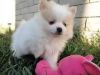 Teacup Pomeranians Available for sell