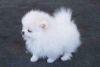 Adorable Princess, Ice White Pomeranian Available