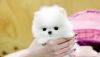White Pomeranian Pups..call xxxxxxxxxx