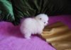 Lovely Pomeranian Puppies Available(xxx) xxx-xxx3