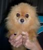 Awesome Teacup Pomeranian Puppies(xxx) xxx-xxx3