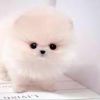 Irresistible Pomeranian Puppies(xxx) xxx-xxx3