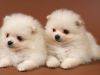 Teacup Party Pomeranians Available(xxx) xxx-xxx3
