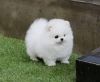 Quality T-cup Pomeranian Puppies(xxx) xxx-xxx3