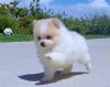 Best White Home Trained Pomeranian