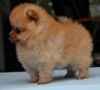 Tiny Toy Pomeranian Puppy Available Today!