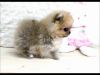 Cute Teacup Pomeranian Pups:text:(xxx) xxx-xxx0