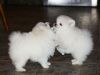 Perfect Size Pomeranian Pups Available Now