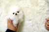 Adorable Teacup Micro Pomeranian Puppy