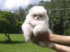For sale pure white pomeranian puppy