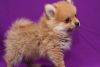 Lovely Pomeranian puppies for adoption.