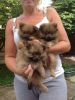 AKC pomeranian puppies available for adoption