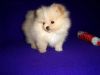 Male and female Pomeranian babies for adoption