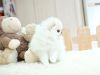 Ksdh Super Teacup Pomeranian Akc Pups For Re Home