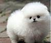 Adorable White Pomeranian Puppy xxx xxx xxx0
