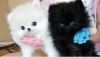 Black and White Teacup Pomeranian Puppies