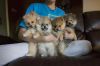 miniature tea cup pom puppies for adoption