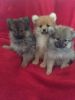 We have quality Pomeranian puppies available