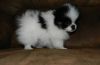 Tri Soldryan Pomeranian puppies for sale