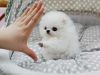Precious Black Pomeranian Puppy