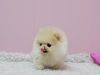 Teacup Pomeranian Puppies For
