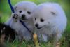 Lovely Pomeranian Pupppies for Adoption