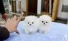 Cute Teacup Size Pomeranian Puppies (xxx) xxx-xxx8
