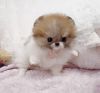 ~ Amazingly Cute Lil Tiny Pom Pups.(xxx) xxx-xxx3