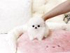 Micro Tiny Teacup Pomeranian Pups-(xxx) xxx-xxx3