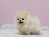 Excellent Pomeranian Puppies ready