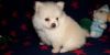 Teacup Pomeranian Puppies For Sale $500