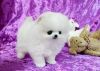 Adorable Pedigree Pomeranian Puppies.
