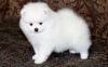 Super Tiny Pomeranian Pups. Text (xxx) xxx-xxx8