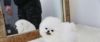 Beautiful Toy Tcup Pomeranian Pups (xxx) xxx-xxx3