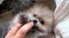 Super Tiny Pomeranian Pups Now Available