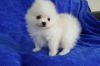 Playful & Caring Pom Puppies Ready Now