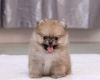 Teacup Pomeranian Pups For Sale. (xxx) xxx-xxx0
