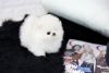 Cute Teacup Pomeranian Available (xxx) xxx-xxx3
