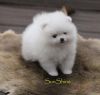 Snow White Pomeranian Puppies For Sale