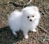 pomeranian puppies going out