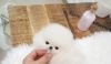 Cute Teddy Bear Pomeranian Pup(xxx) xxx-xxx3