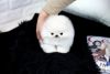 Portable Tiny Tcup Pomeranian Pups-(xxx) xxx-xxx3