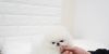 White Teacup Pomeranian Puppies - (xxx) xxx-xxx3