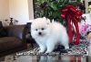 Pomeranian Pups Available For Re Homing.