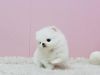 Teddy Bear Face Teacup Pom Puppies xxx-xxx-xxxx