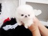Teacup Pomeranian Puppies Ready To Go Now