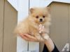 Tiny Pomeranian Puppies