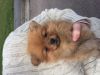 Miniature Pomeranian pup